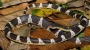 380 neue Tier- und Pflanzenarten entdeckt: Diese Schlange ist extrem gefährlich | Leben & Wissen | BILD.de